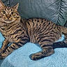 Bristol Young joined the competition — help win amazing prizes! animal, blanket, blue_blanket, brown_fur, cat, close_up, couch, cute, ears, feline, green_eyes, indoors, lounging, lying_down, pet, portrait, striped_fur, tabby_cat, tail, whiskers