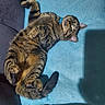 Bristol Young joined the competition — help win amazing prizes! animal, belly_up, blue_blanket, cat, close_up, collar, couch, ears, feline, funny_pose, indoor, lying_down, pet, playful, portrait, relaxed, striped_fur, tabby_cat, tail, whiskers