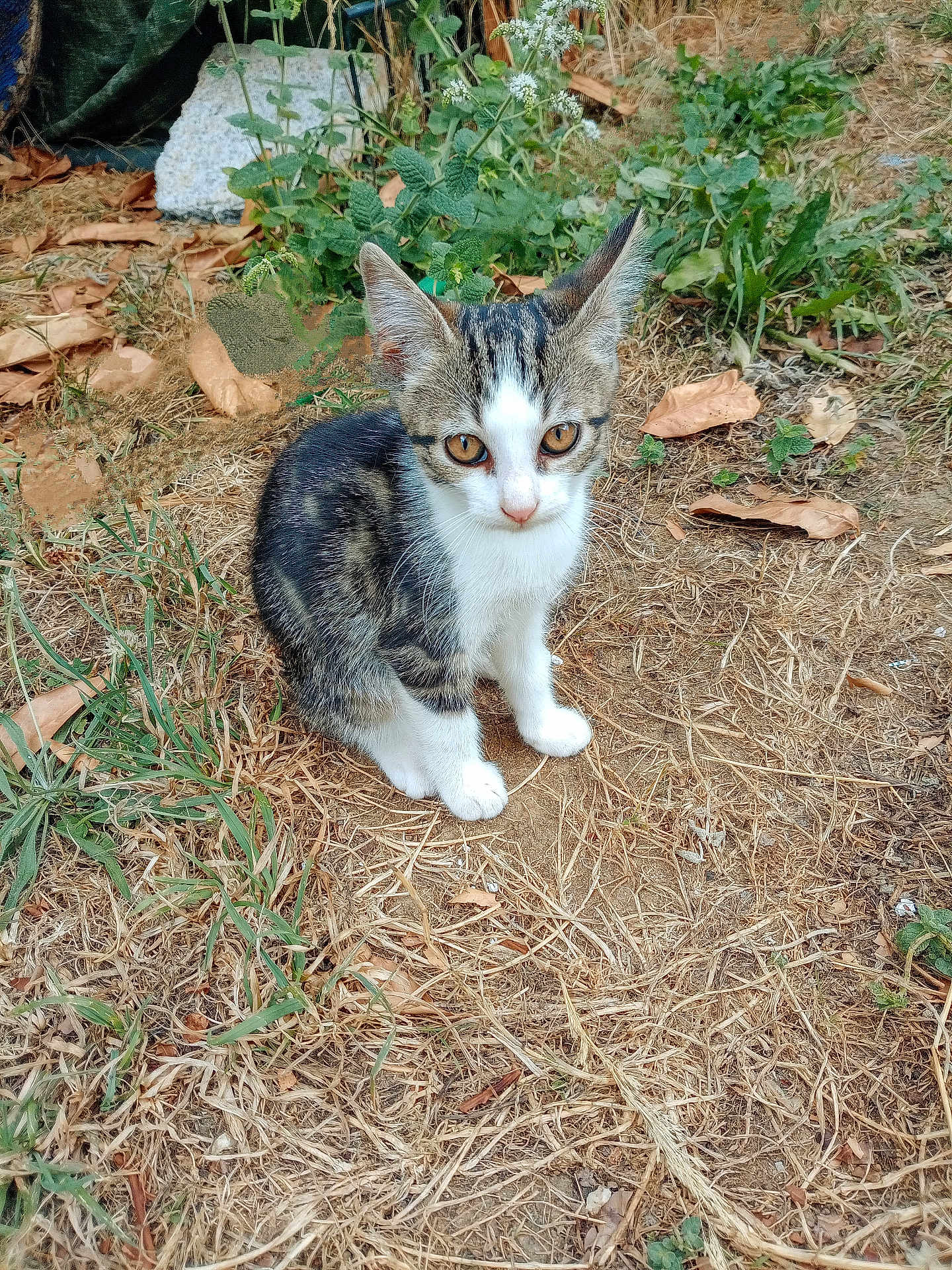Arya