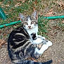 animal, cat, curious, cute, ears, fur, garden, grass, ground, hose, kitten, leaves, nature, outdoor, pet, sitting, tabby, tail, whiskers, young