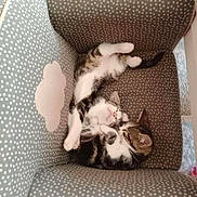 Arley participe au concours pour gagner de l'argent avec cette photo : animal, cat, chair, comfort, companionship, cozy, cute, feline, fur, indoor, kitten, pets, polka_dot, resting, sleeping, small, snuggling, soft, whiskers, young