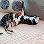 animal, bed, cat, cozy, cuddle, cute, domestic_animal, feline, fur, indoor, kitten, nap, pet, pillow, quilt, resting, sleeping, tabby, two_kittens, white