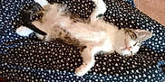 Arley a rejoint le concours — aidez-le/la à gagner de superbes lots ! animal, black_fabric, cat, cute, domestic_cat, feline, floor, fur, heart_pattern, indoor, kitten, patterned_fabric, paw, pet, relaxing, resting, sleeping, small_animal, whiskers, white_hearts