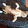 animal, black_fabric, cat, cute, domestic_cat, feline, floor, fur, heart_pattern, indoor, kitten, patterned_fabric, paw, pet, relaxing, resting, sleeping, small_animal, whiskers, white_hearts