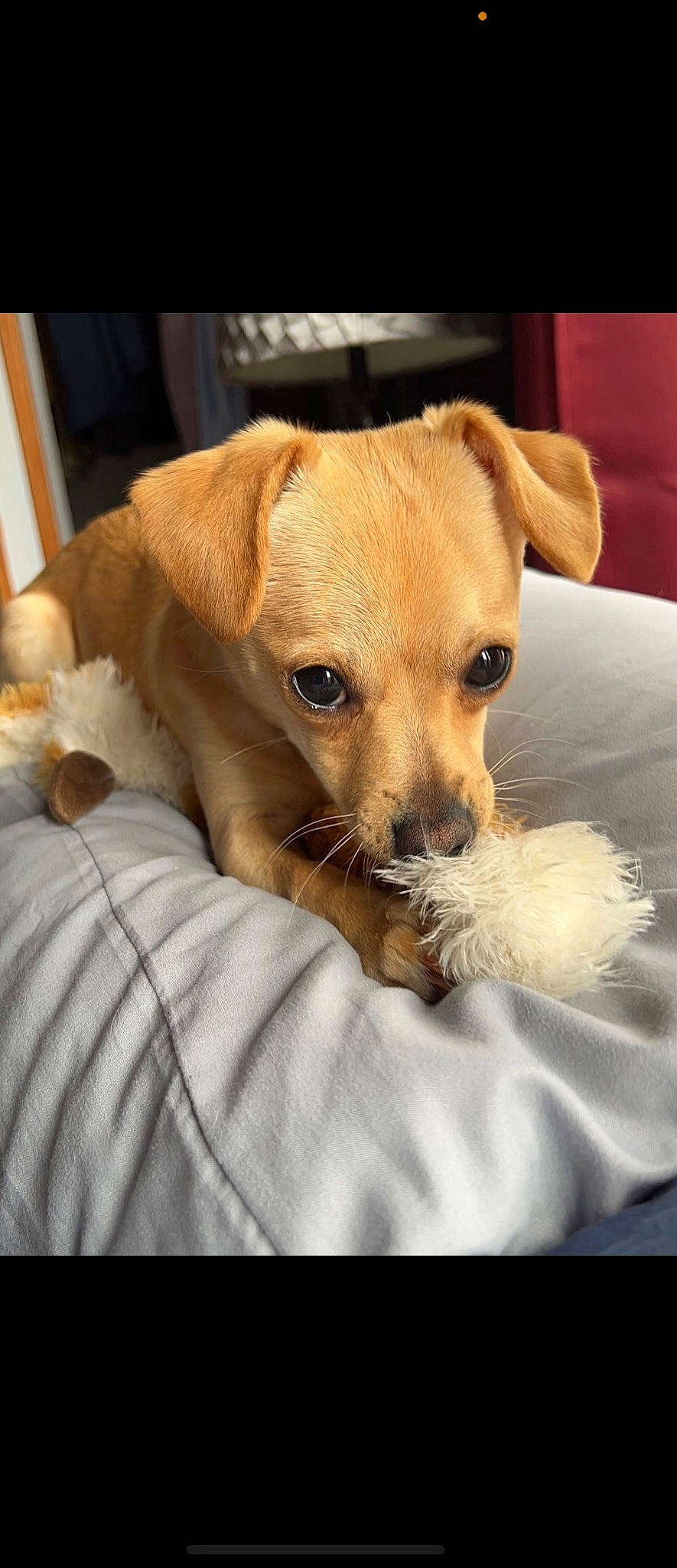 Brady joined the competition — help win amazing prizes! canidae, carnivore, chihuahua, comfort, companion_dog, dog, dog_breed, dog_supply, ear, fawn, fur, non_sporting_group, paw, puppy, puppy_love, snout, sporting_group, toy_dog, whiskers, working_animal