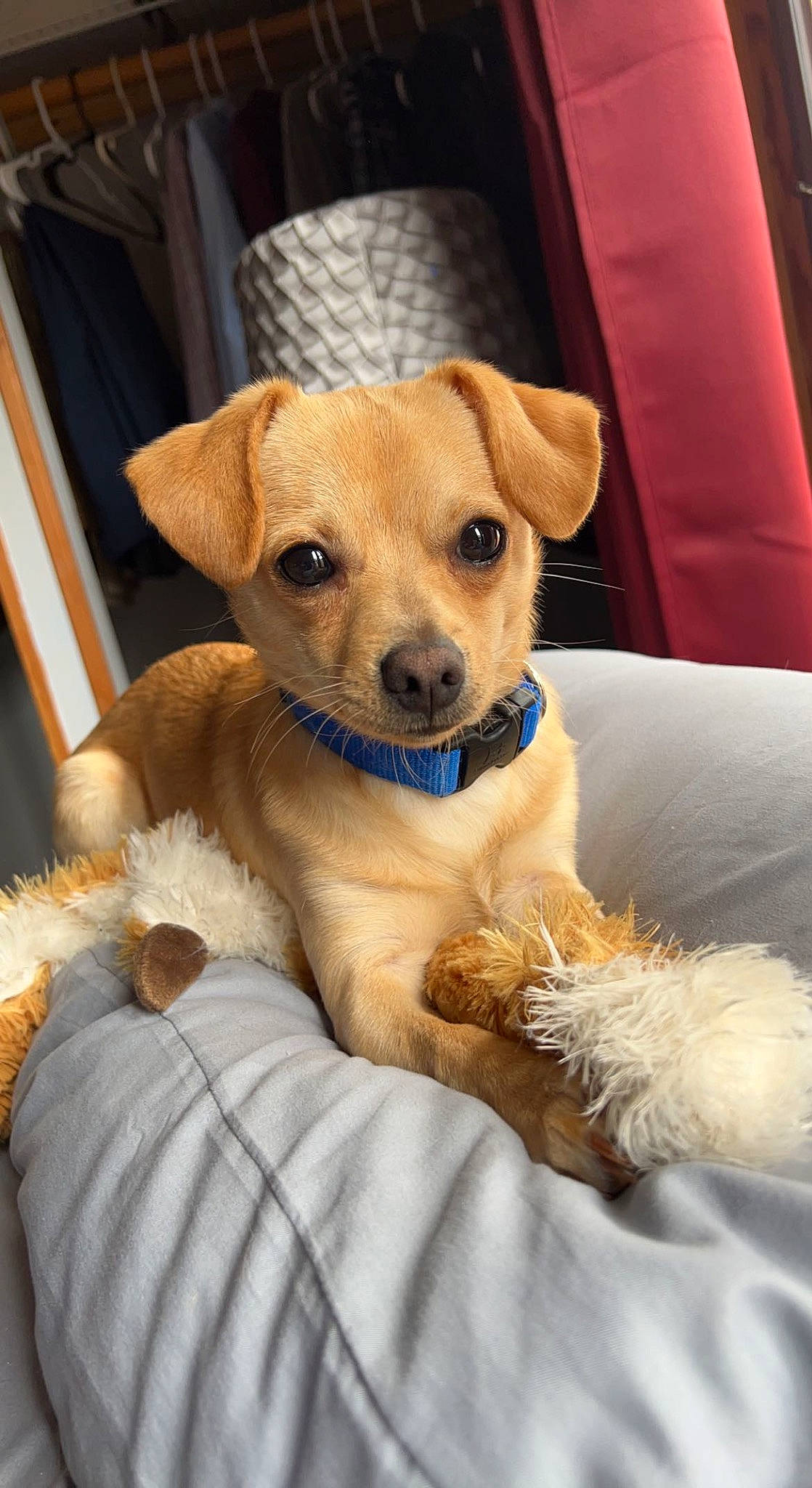 Brady is registered to the contest to win money with this photo: canidae, carnivore, collar, comfort, companion_dog, couch, dog, dog_breed, dog_supply, fawn, fur, paw, snout, soft_drink, sporting_group, toy_dog, whiskers, working_animal