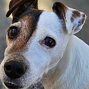 Max participe au concours pour gagner de l'argent avec cette photo : adorable, animal, background_blur, brown_fur, canine, close_up, curious, daylight, dog, ears, eyes, face, fur, jack_russell_terrier, looking_up, mammal, outdoor, pet, portrait, white_fur
