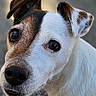 adorable, animal, background_blur, brown_fur, canine, close_up, curious, daylight, dog, ears, eyes, face, fur, jack_russell_terrier, looking_up, mammal, outdoor, pet, portrait, white_fur