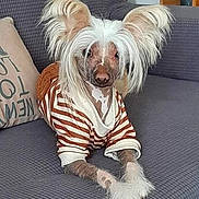 Ukyo participe au concours pour gagner de l'argent avec cette photo : dog, pet, couch, striped_sweater, fluffy_ears, hairless, indoor, animal, cute, relaxed, living_room, fur, paws, fashion, portrait, seated, cozy, domestic, canine, companion