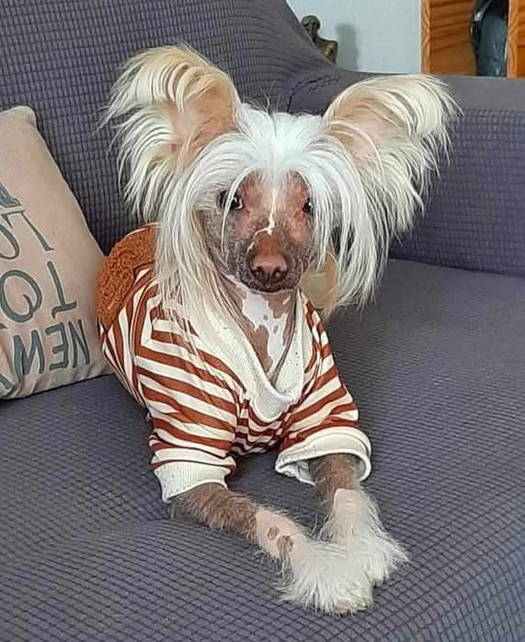 Ukyo participe au concours pour gagner de l'argent avec cette photo : dog, pet, couch, striped_sweater, fluffy_ears, hairless, indoor, animal, cute, relaxed, living_room, fur, paws, fashion, portrait, seated, cozy, domestic, canine, companion