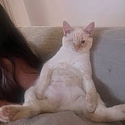 Shrimp is registered to the contest to win money with this photo: cat, closeup, couch, cream_cat, cute, domestic, feline, fluffy, human_partial, indoor, lounging, one_eyed, paws, pet, portrait, relaxed, sitting, sofa, white_cat, winking