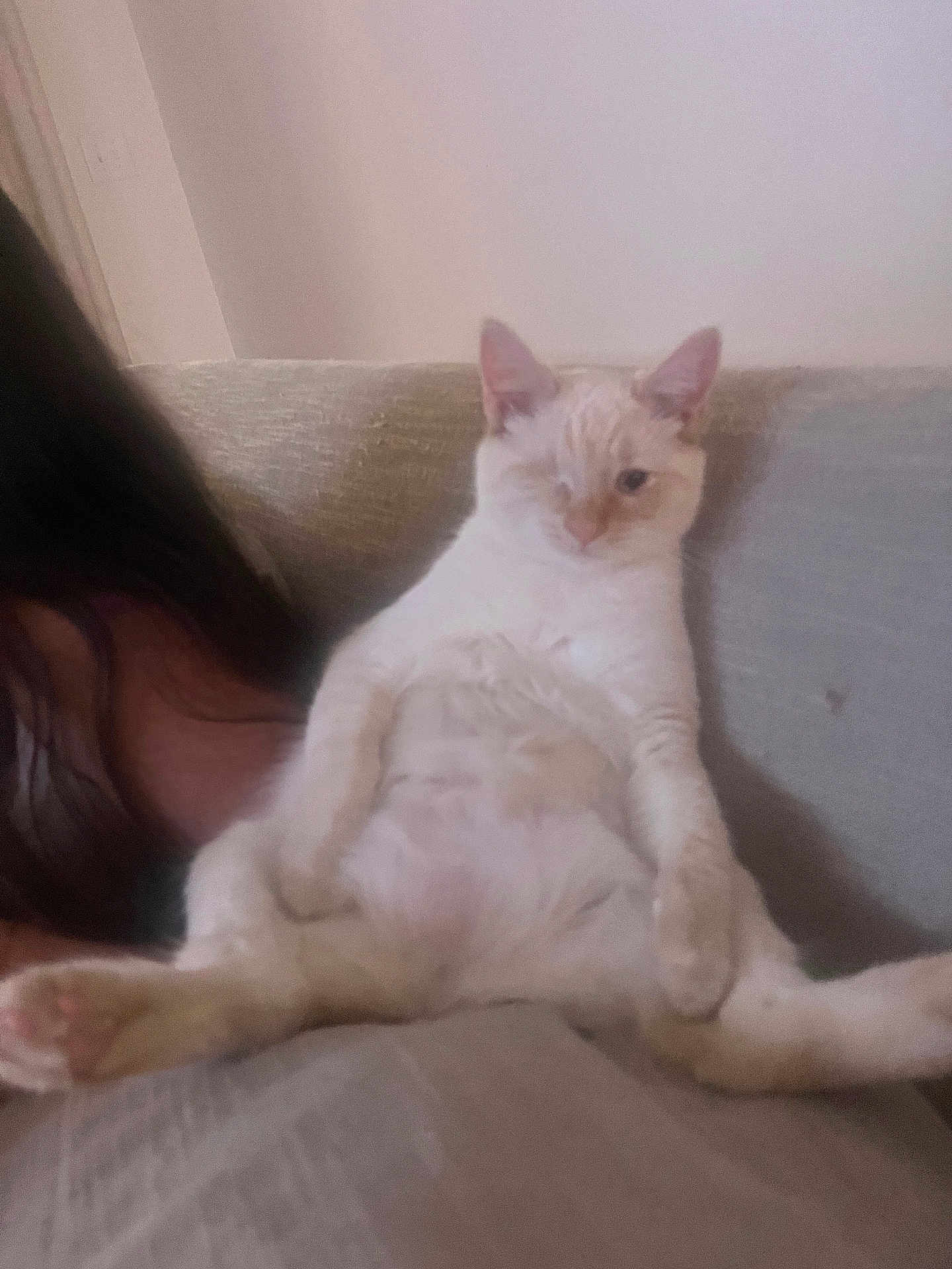 Shrimp joined the competition — help win amazing prizes! cat, sitting, sofa, couch, pet, relaxed, paws, cream_fur, one_eyed, indoor, home, belly, legs_spread, portrait, cute, sleepy, furniture, human_hair, cozy, closeup