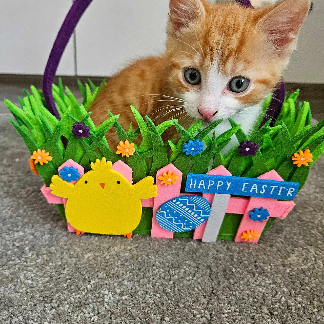 Oscar joined the competition — help win amazing prizes! carpet, cat, colorful, curious, cute, decorations, easter_basket, felt, festive, flowers, grass, holiday, indoor, kitten, orange_cat, pet, playful, small, white_cat, yellow_chick