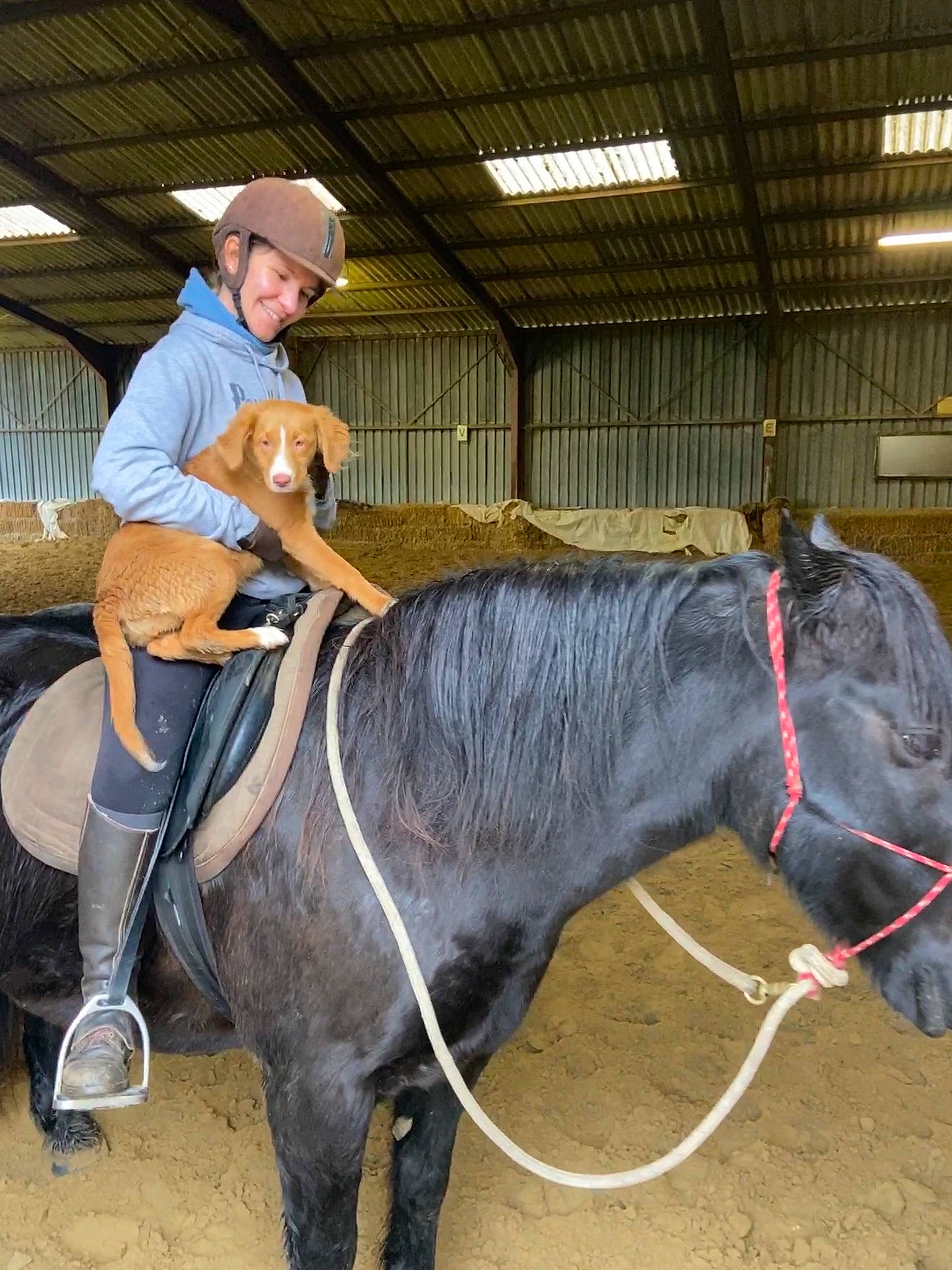 Coconut a rejoint le concours — aidez-le/la à gagner de superbes lots ! bit, bridle, equestrian_sport, equestrianism, hat, helmet, horse, horse_supplies, horse_tack, livestock, mammal, mane, pack_animal, recreation, rein, saddle, snout, sports, vertebrate, working_animal