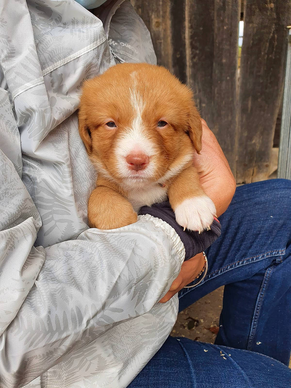 Coconut participe au concours pour gagner de l'argent avec cette photo : canidae, carnivore, comfort, companion_dog, denim, dog, dog_breed, ear, fawn, fur, gesture, liver, nap, sitting, snout, sporting_group, stuffed_toy, toy, whiskers, wood