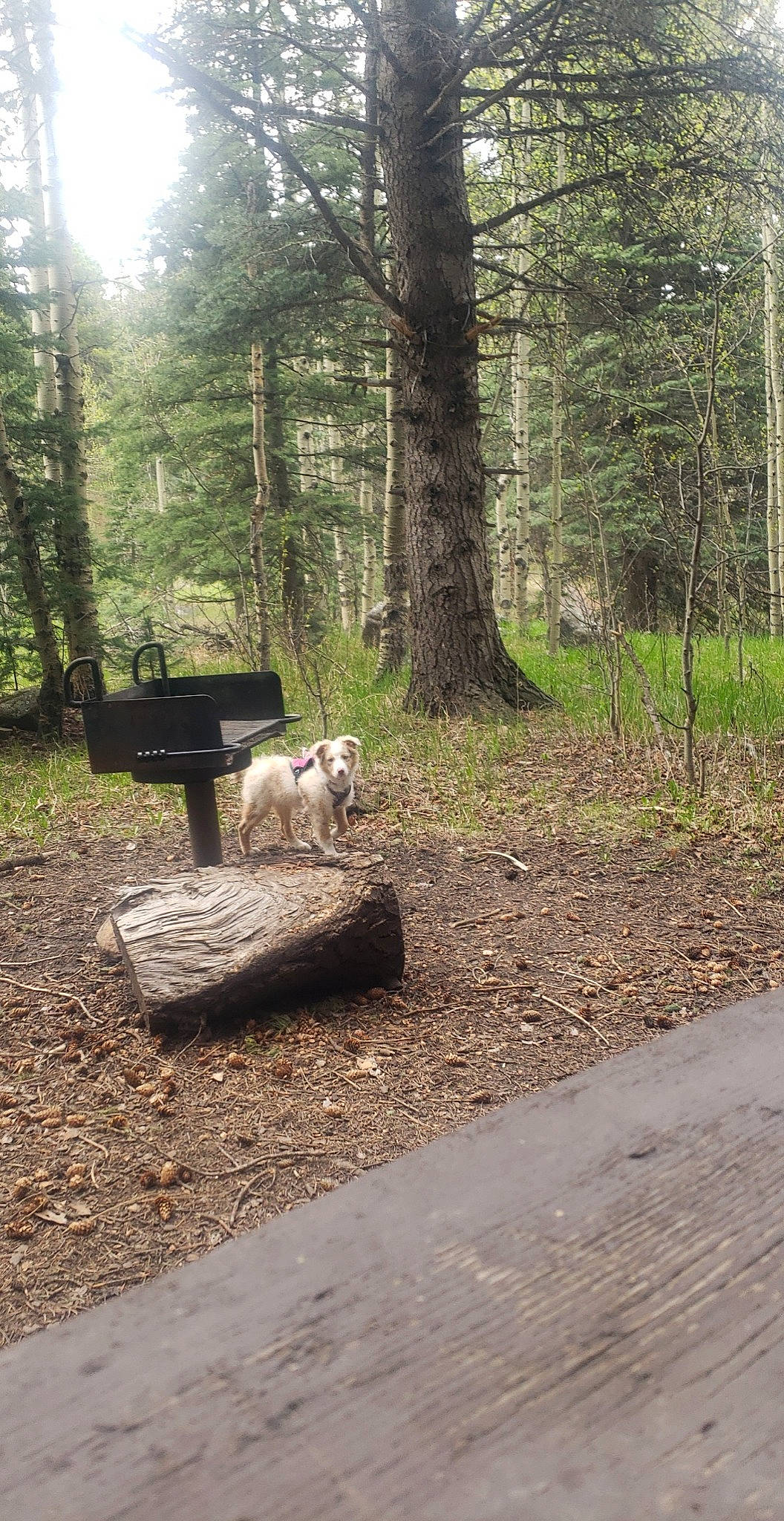 Nala is registered to the contest to win money with this photo: canidae, carnivore, companion_dog, dog, dog_breed, fawn, forest, grass, landscape, plant, recreation, sporting_group, temperate_broadleaf_and_mixed_forest, trail, tree, trunk, wildlife, wood, woodland, working_animal