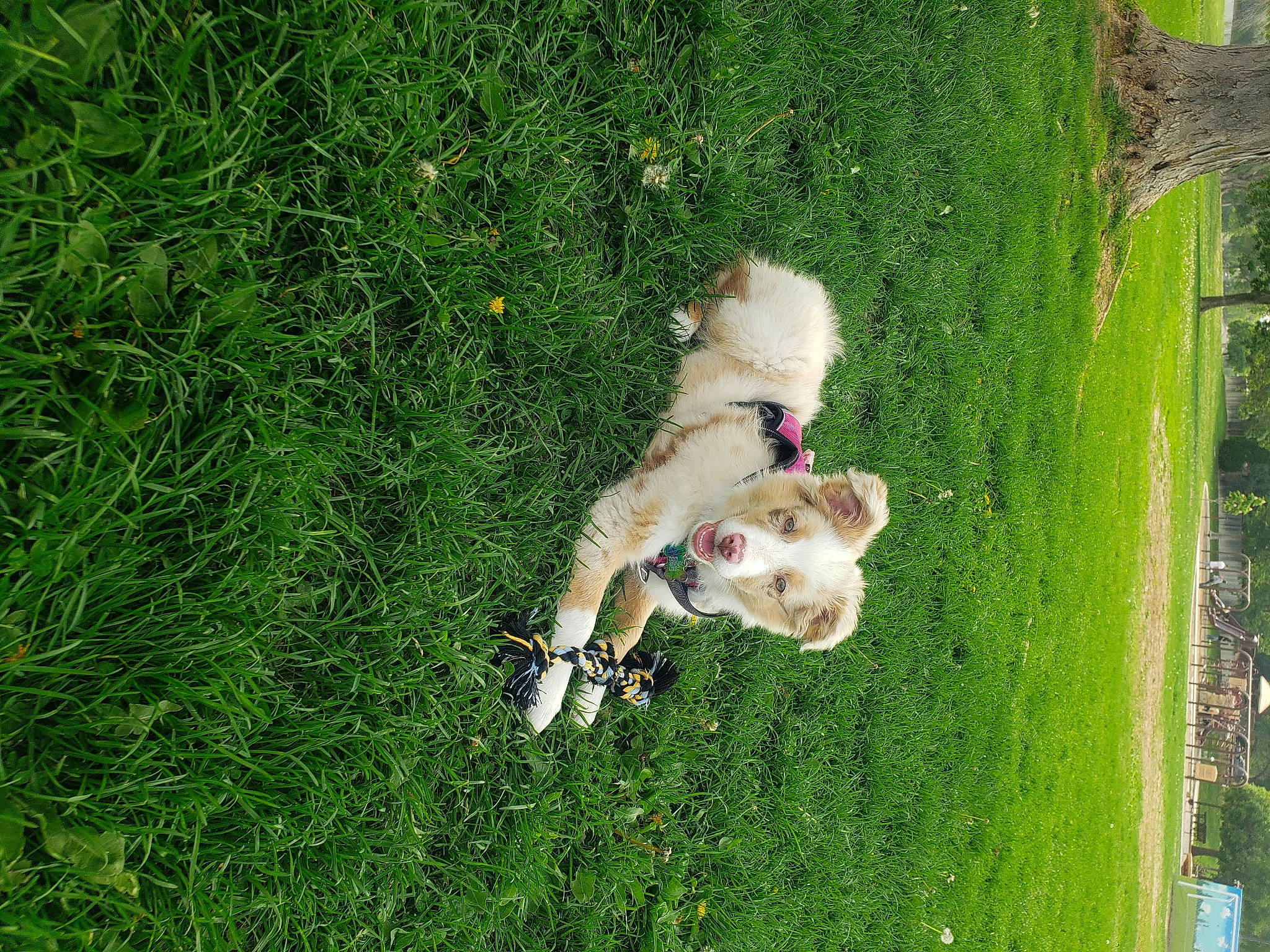 Nala is registered to the contest to win money with this photo: canidae, carnivore, companion_dog, dog, dog_breed, fawn, grass, grass_family, groundcover, lawn, leash, non_sporting_group, pasture, plant, shrub, sporting_group, tail, toy_dog, tree, yard