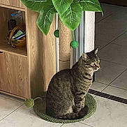 Felin participe au concours pour gagner de l'argent avec cette photo : animal, basket, cat, curious, domestic_cat, feline, floor_tiles, green_mat, home_interior, indoor, pet, plant_design, relaxed, scratching_post, side_view, sitting, tabby_cat, tile_floor, toy_balls, wooden_shelf