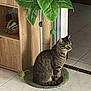 animal, basket, cat, curious, domestic_cat, feline, floor_tiles, green_mat, home_interior, indoor, pet, plant_design, relaxed, scratching_post, side_view, sitting, tabby_cat, tile_floor, toy_balls, wooden_shelf