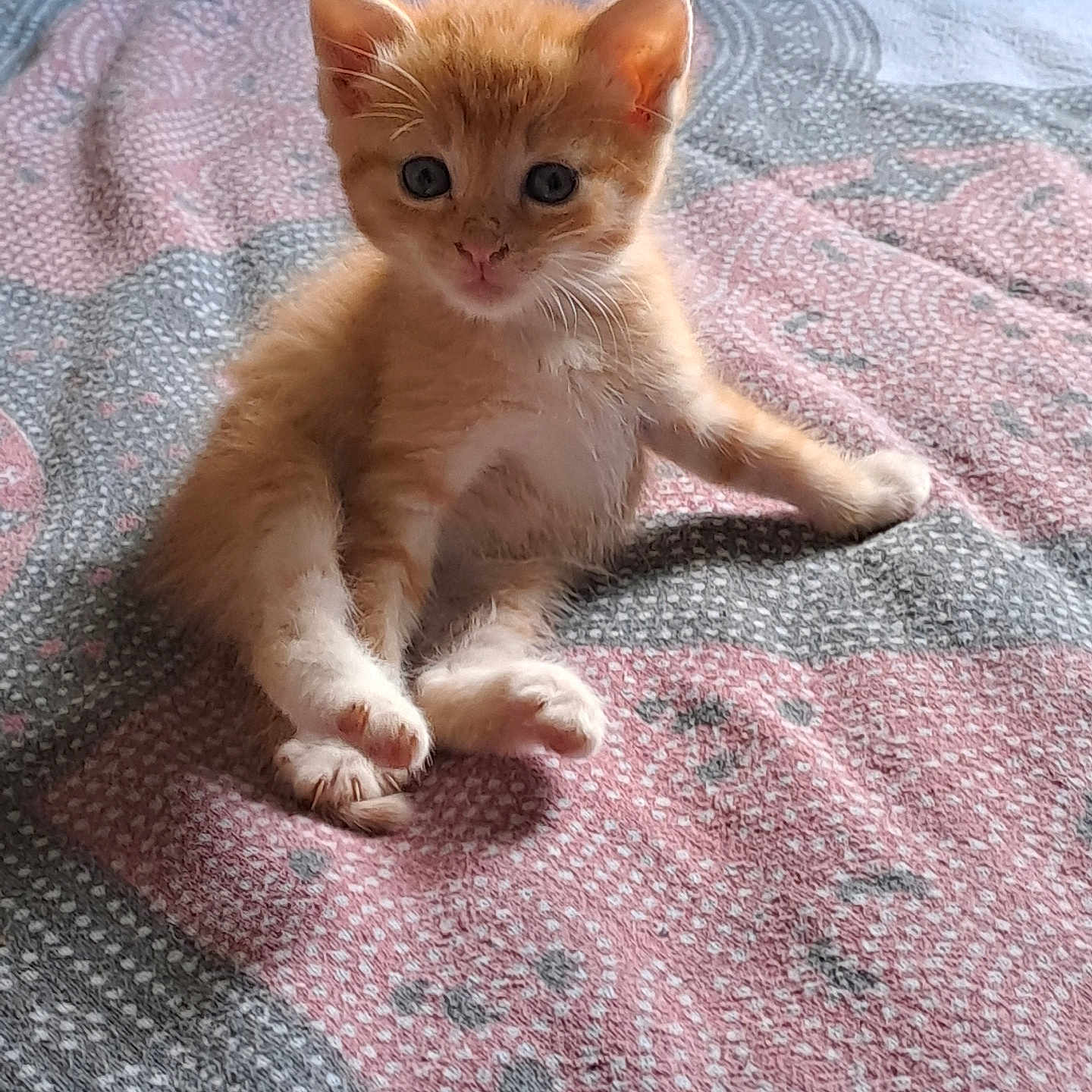 Zig