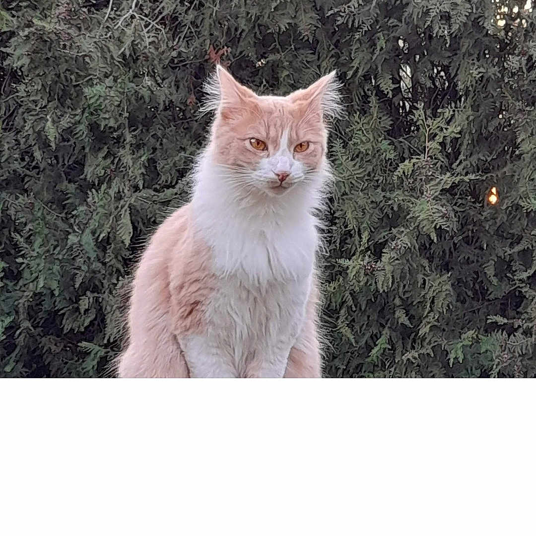 Prunelo a rejoint le concours — aidez-le/la à gagner de superbes lots ! angora, animal, cat, conifer, face, grass, head, kitten, land, manx, nature, outdoors, person, pet, photography, plant, snow, tree, vegetation, woodland