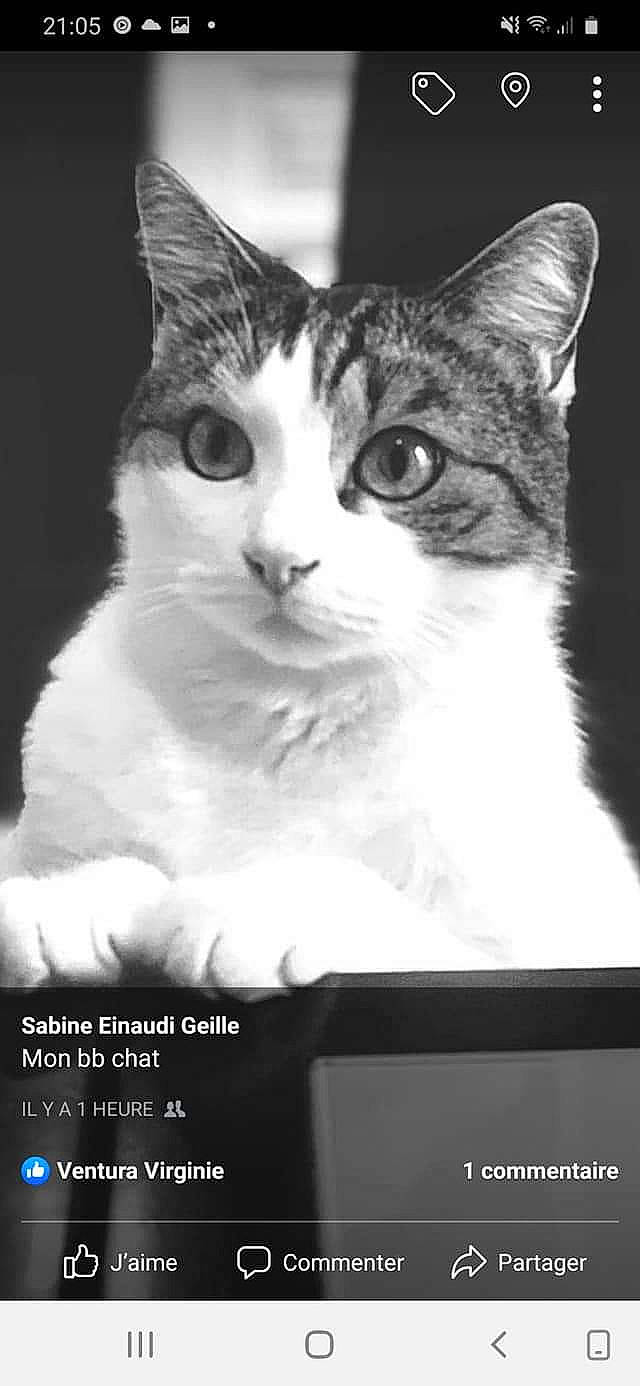 Floyd participe au concours pour gagner de l'argent avec cette photo : black_and_white, carnivore, cat, darkness, display_device, domestic_short_haired_cat, felidae, flash_photography, font, fur, monochrome, monochrome_photography, photo_caption, photography, small_to_medium_sized_cats, snout, still_life_photography, stock_photography, whiskers, window