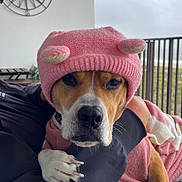 Elli Bamberger is registered to the contest to win money with this photo: animal, balcony, closeup, clothing, cloudy, cozy, cute, dog, fence, friendship, hand, knit_hat, outdoor, paw, person, pet, pink_hat, portrait, sky, warm