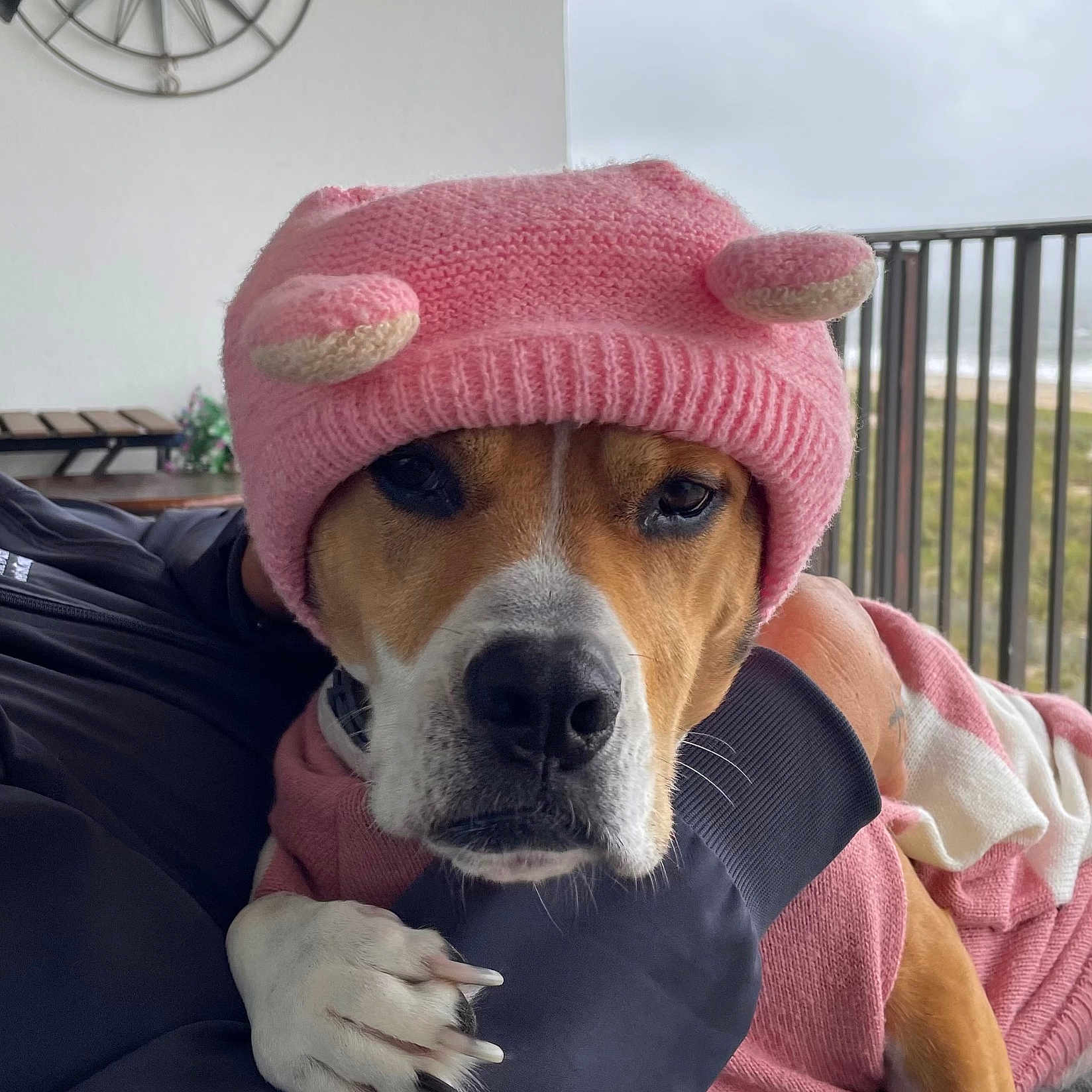 Elli Bamberger is registered to the contest to win money with this photo: animal, balcony, closeup, clothing, cloudy, cozy, cute, dog, fence, friendship, hand, knit_hat, outdoor, paw, person, pet, pink_hat, portrait, sky, warm