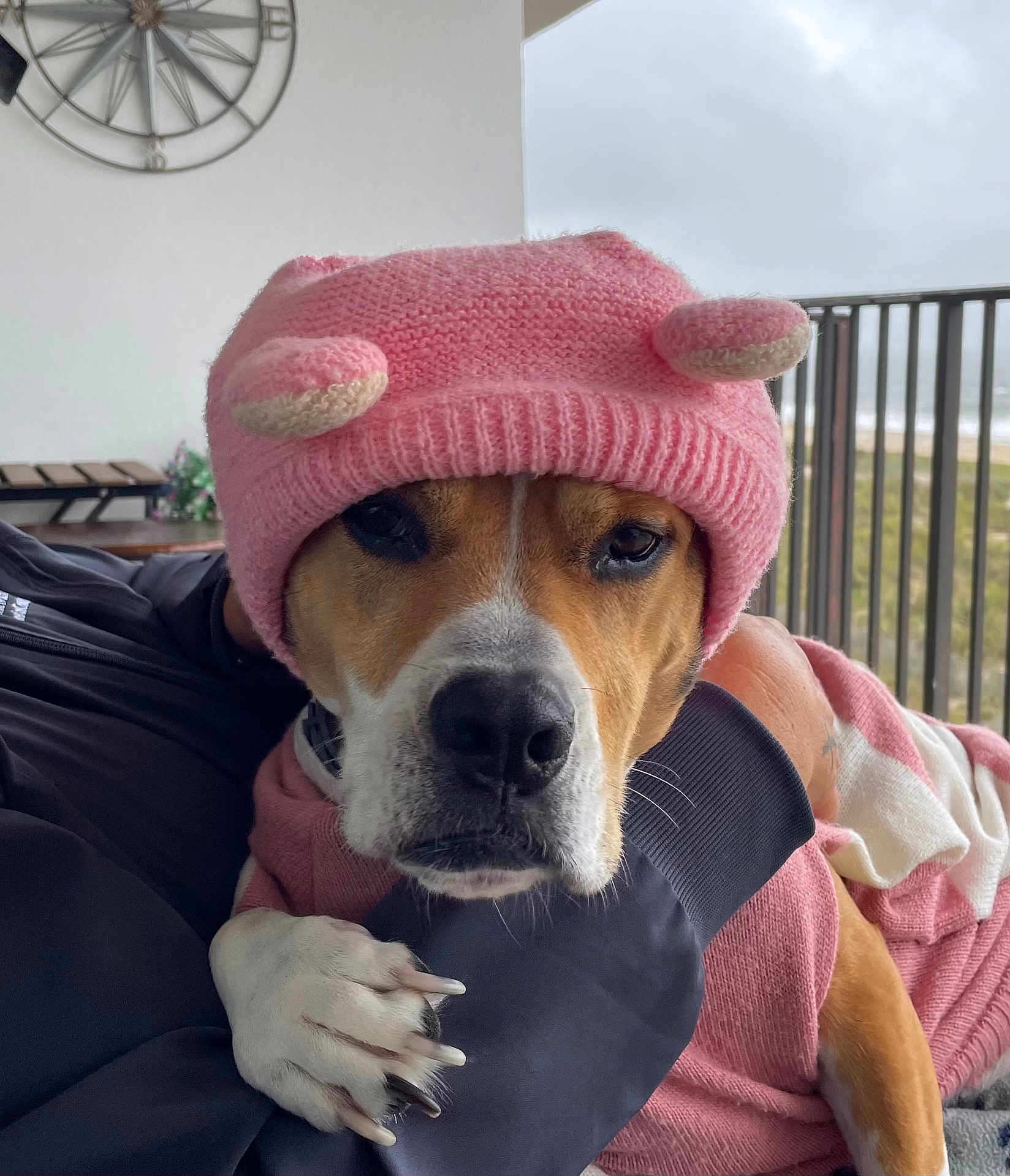 Elli Bamberger is registered to the contest to win money with this photo: animal, balcony, closeup, clothing, cloudy, cozy, cute, dog, fence, friendship, hand, knit_hat, outdoor, paw, person, pet, pink_hat, portrait, sky, warm