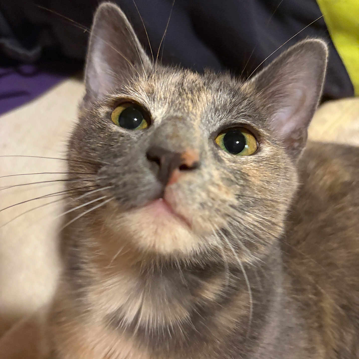 Luna joined the competition — help win amazing prizes! animal, cat, close_up, curious, cute, domestic, ears, eyes, face, feline, fur, indoor, looking_up, mammal, nose, pet, portrait, soft, tabby, whiskers