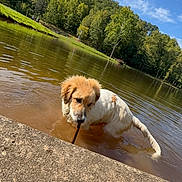Roxie is registered to the contest to win money with this photo: animal, canine, clouds, daytime, dog, forest, grass, lake, landscape, muddy_water, nature, outdoor, pet, playful, pond, sky, stick, summer, trees, water