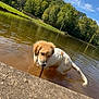 animal, canine, clouds, daytime, dog, forest, grass, lake, landscape, muddy_water, nature, outdoor, pet, playful, pond, sky, stick, summer, trees, water