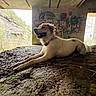 adventure, animal, art, canine, collar, concrete, dog, graffiti, ground, happy, light, muddy, nature, outdoor, playful, relaxed, shade, shadow, sitting, wall