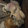 brown_fur, carpet, casual, couch, cozy, crocs, dog, footwear, fur, home, indoor, lying_down, nose, paw, person, pet, relaxed, resting, sleeping, white_fur