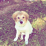 Roxie joined the competition — help win amazing prizes! puppy, dog, grass, outdoor, nature, sunlight, animal, pet, sitting, young, cute, fur, ears, nose, eyes, ground, leaf, stone, daylight, park