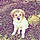 Roxie