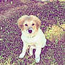 puppy, dog, grass, outdoor, nature, sunlight, animal, pet, sitting, young, cute, fur, ears, nose, eyes, ground, leaf, stone, daylight, park