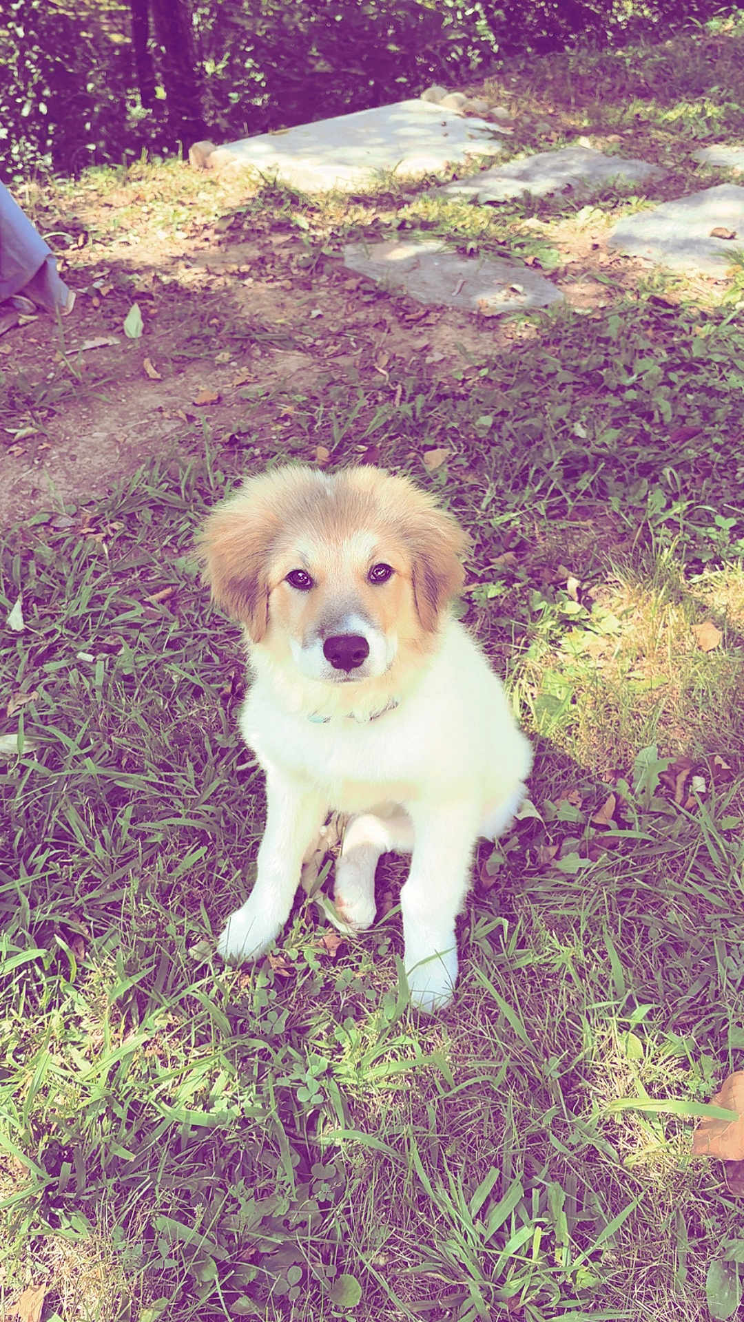 Roxie