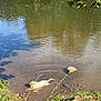 Roxie is registered to the contest to win money with this photo: animal, canine, daytime, dog, forest, grass, leaf, mud, nature, outdoor, pet, pond, reflection, riverbank, shallow_water, summer, sunlight, tree, water, wildlife