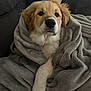 animal, blanket, canine, comfort, couch, cozy, cute, dog, fluffy, fur, gray_blanket, indoor, pet, puppy, relaxing, resting, snuggled, soft_texture, warm, young_dog
