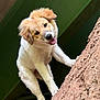 Roxie is registered to the contest to win money with this photo: animal, canine, climbing, close_up, cute, dirt, dog, friendly, fur, green_background, happy, head_tilt, mammal, nature, outdoor, pet, playful, puppy, tongue_out, young