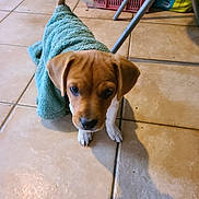 Marley participe au concours pour gagner de l'argent avec cette photo : accessories, animal, beagle, blanket, bulldog, canine, clothing, dog, homedecor, hound, knitwear, labradorretriever, linen, pet, puppy, slate, strap, terrier, towel, wood