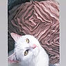 animal, bedding, cat, close_up, cushion, cute, ears, fluffy, fur, green_eyes, home, indoor, lounging, pet, photography, pillow, pink_nose, portrait, whiskers, white_cat