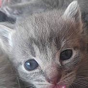 Grisette participe au concours pour gagner de l'argent avec cette photo : british_shorthair, burmese, carnivore, cat, chartreux, close_up, domestic_short_haired_cat, eye, felidae, german_rex, kitten, korat, mammal, nebelung, nose, ojos_azules, small_to_medium_sized_cats, snout, vertebrate, whiskers