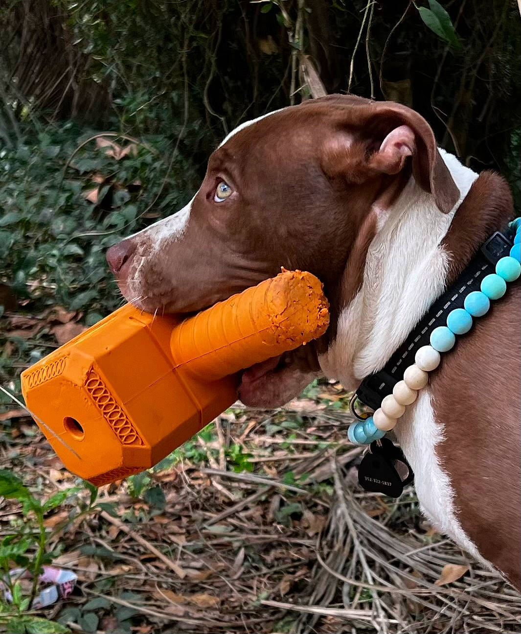 Eden joined the competition — help win amazing prizes! canidae, carnivore, collar, companion_dog, dog, dog_breed, dog_collar, dog_supply, fashion_accessory, fawn, grass, leash, liver, pet_supply, plant, snout, soil, sporting_group, terrestrial_animal, working_animal