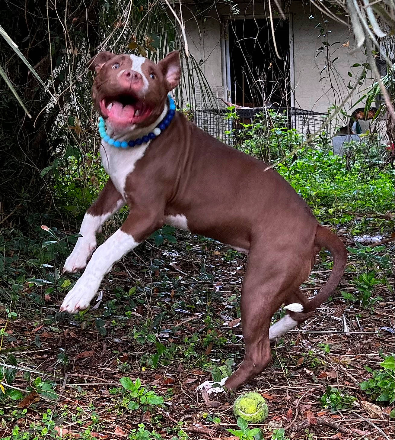 Eden joined the competition — help win amazing prizes! canidae, carnivore, collar, companion_dog, dog, dog_breed, dog_collar, dog_supply, fawn, grass, liver, non_sporting_group, pet_supply, plant, snout, sporting_group, tail, terrestrial_animal, whiskers, working_animal