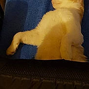 Miaouss a rejoint le concours — aidez-le/la à gagner de superbes lots ! animal, blue_towel, cat, close_up, cozy, cute, domestic_cat, feline, fur, home, indoor, orange_and_white, paw, pet, quiet, relaxed, resting, side_view, sleeping, soft