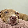 Bella is registered to the contest to win money with this photo: dog, close_up, resting, fluffy_blanket, pink_blanket, calm, relaxed, indoors, pet, canine, snout, ears, fur, sleepy, comfort, cozy, animal, portrait, head, laying_down