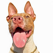 Bella is registered to the contest to win money with this photo: dog, tongue_out, happy, gold_chain, pet_tag, close_up, brown_and_white, ears_up, smiling, studio_shot, canine, playful, cute, friendly, animal, domestic_animal, portrait, pet_accessory, isolated, white_background