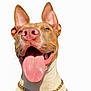 dog, tongue_out, happy, gold_chain, pet_tag, close_up, brown_and_white, ears_up, smiling, studio_shot, canine, playful, cute, friendly, animal, domestic_animal, portrait, pet_accessory, isolated, white_background